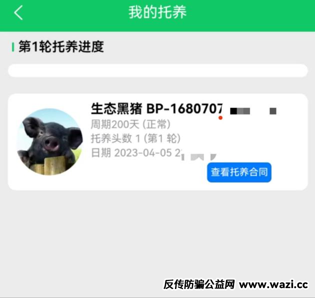 【云养经济】系列报道丨“认养黑猪”传销骗局调查！